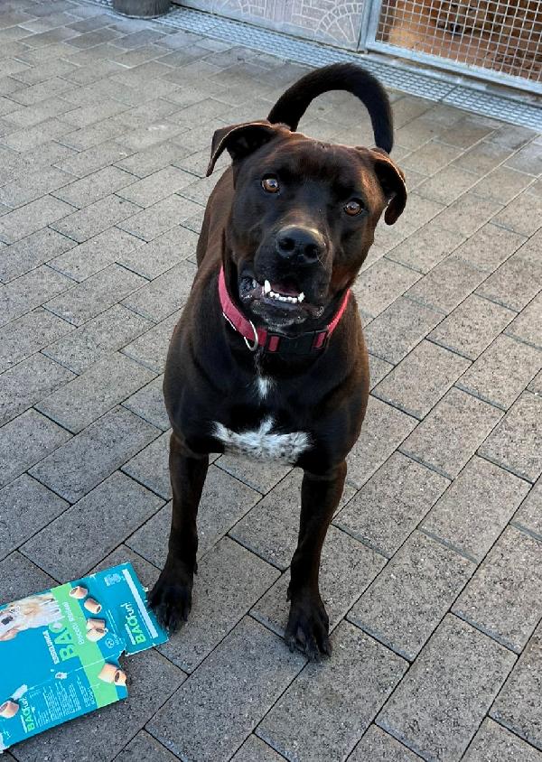 NIGEL CERCA FAMIGLIA Foto 5